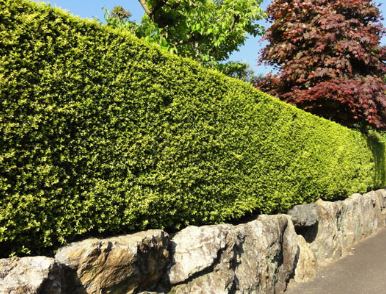 外構・植木処分